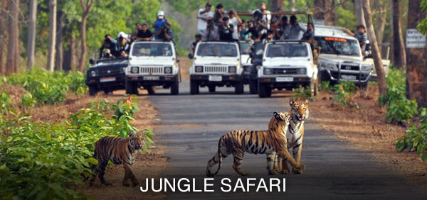 Jungle-Safari